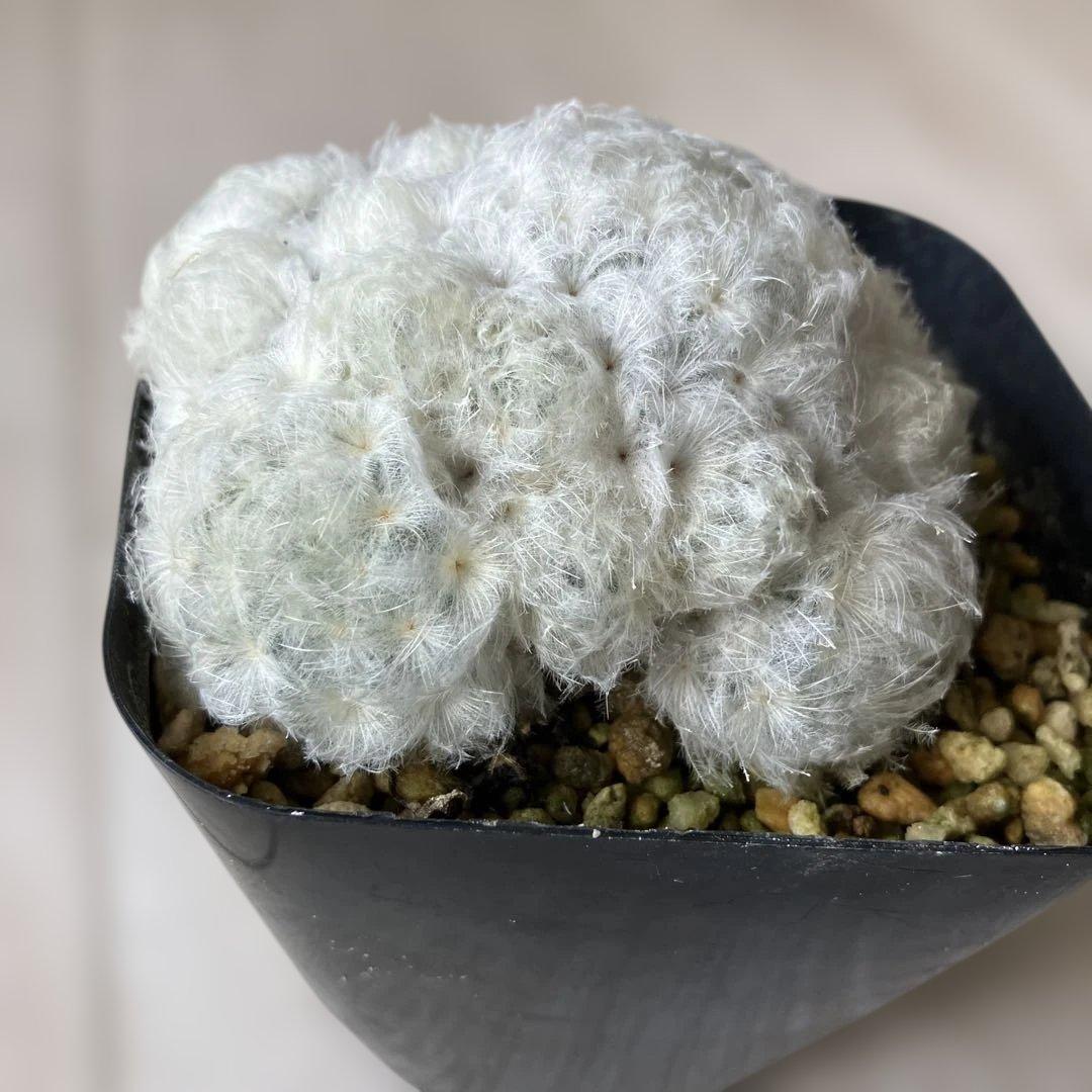 【匿名配送】サボテン　マミラリア　白星群生　大株　鉢ごと発送　サボテン　イエロー