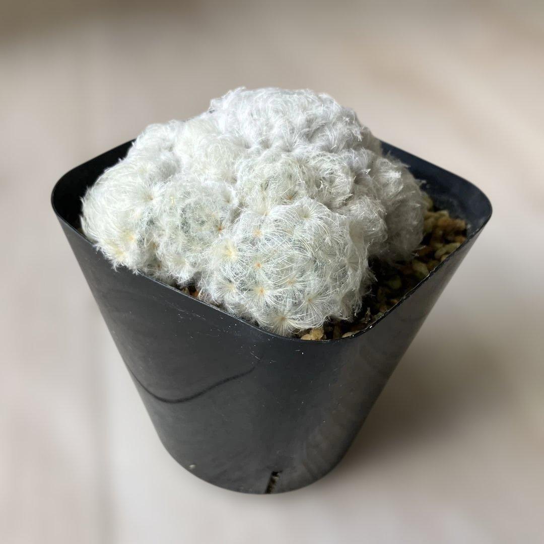 【匿名配送】サボテン　マミラリア　白星群生　大株　鉢ごと発送　サボテン　イエロー