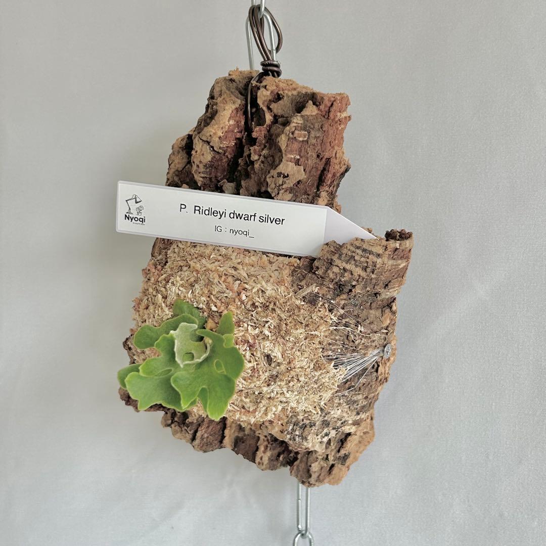ビカクシダ P. Ridleyi dwarf silver(TC)