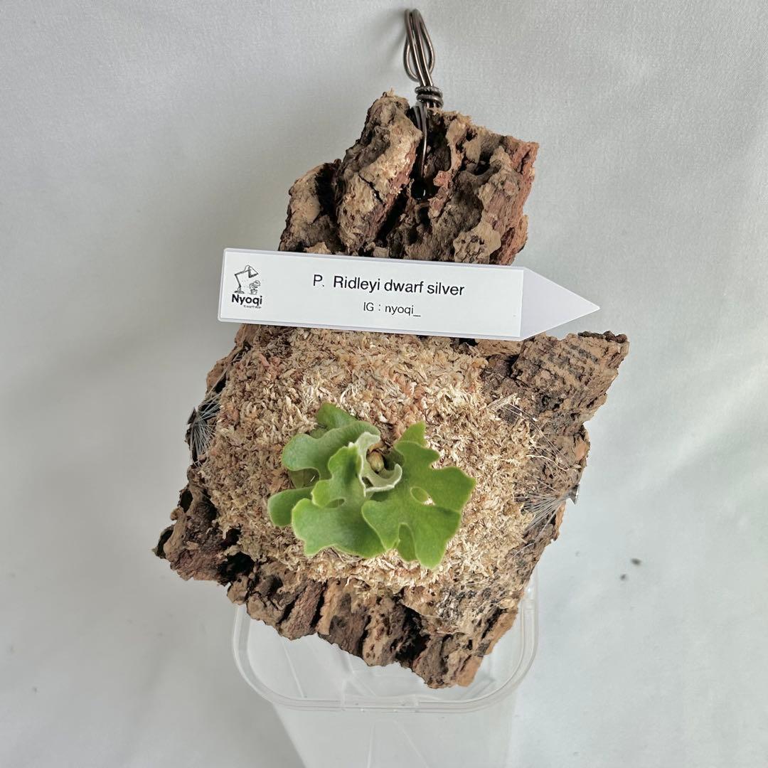 ビカクシダ P. Ridleyi dwarf silver(TC)