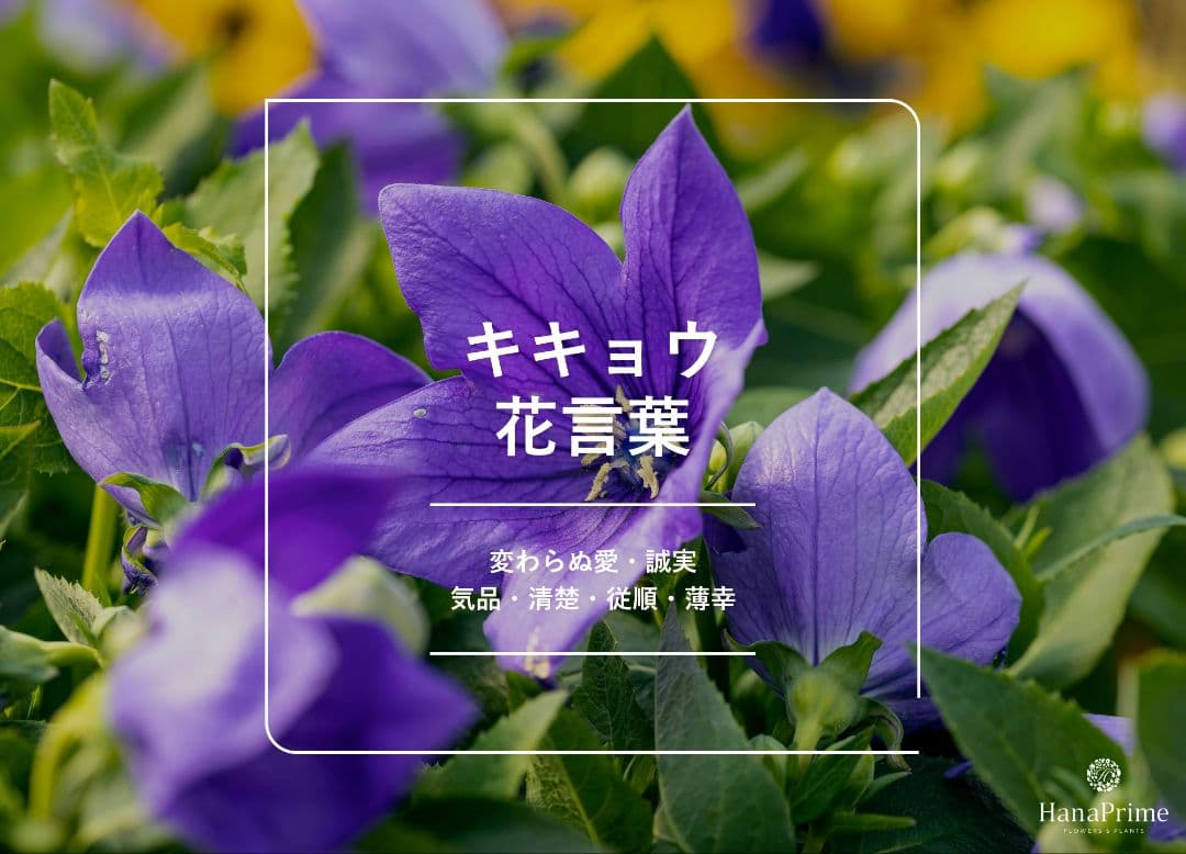 あつ様　現品限り秋色　桔梗色のピアス　14kgf