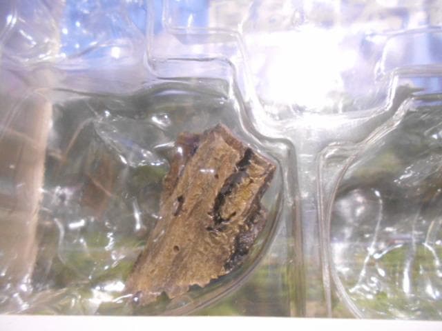 原色日本昆虫図鑑Ⅰ・Ⅱ 箱 フィギュア 6点付 YUJIN