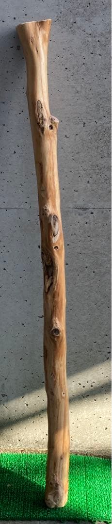希少　樹齢150〜200年　杉枝　約143cm 鑑賞　庭　インテリア 骨董　華道