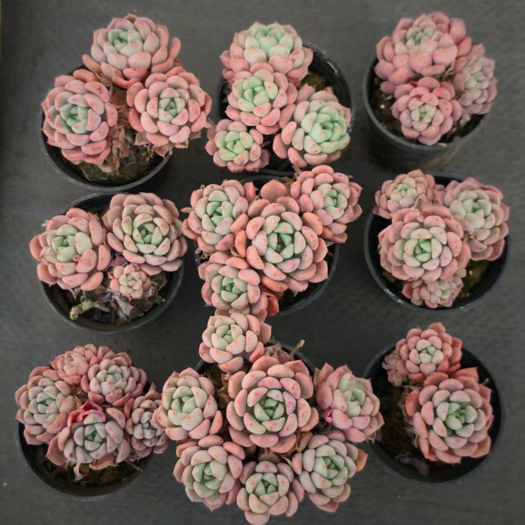 Top【選抜株】多肉植物　261021ジョーンズ　10個　鉢無し/脱土