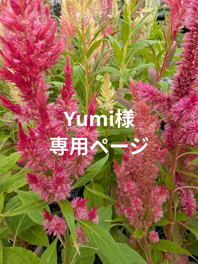 ラボット服　LOVOT ハンドメイド　Yumiページ