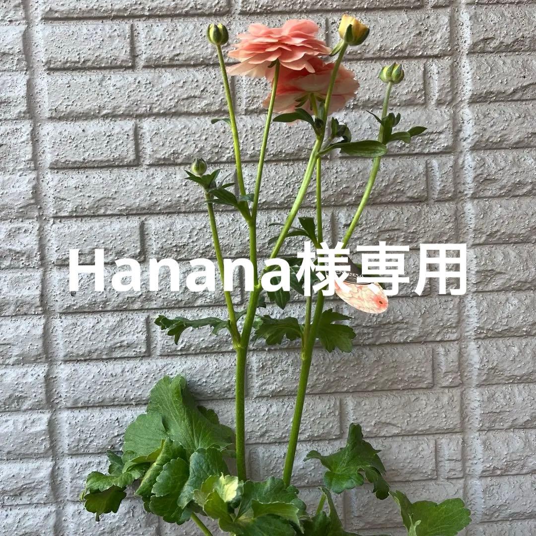 Hanana ラナンキュラス ラックス リーベラ