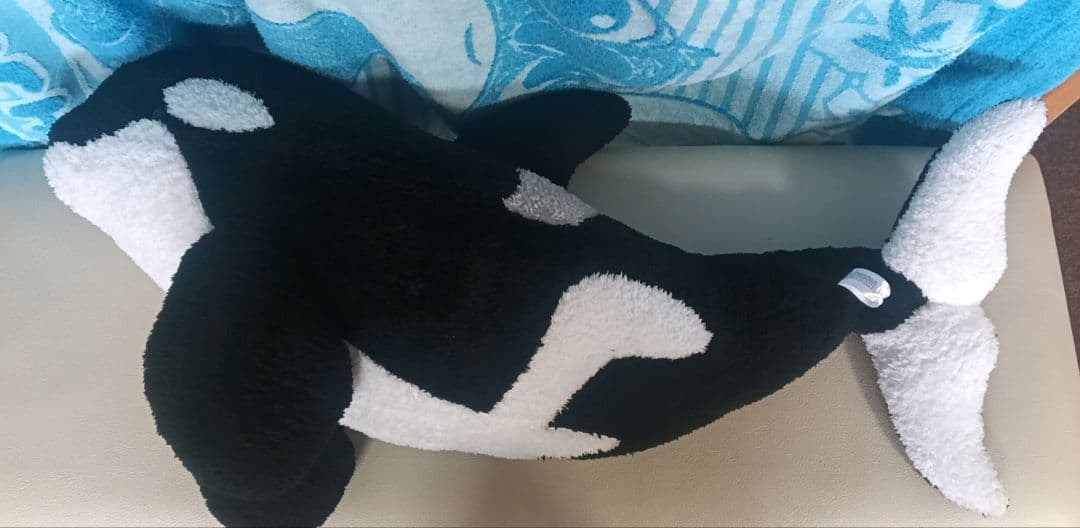 鴨川シーワールド　シャチ　ぬいぐるみ　大きい　全長約80〜90センチ　黒