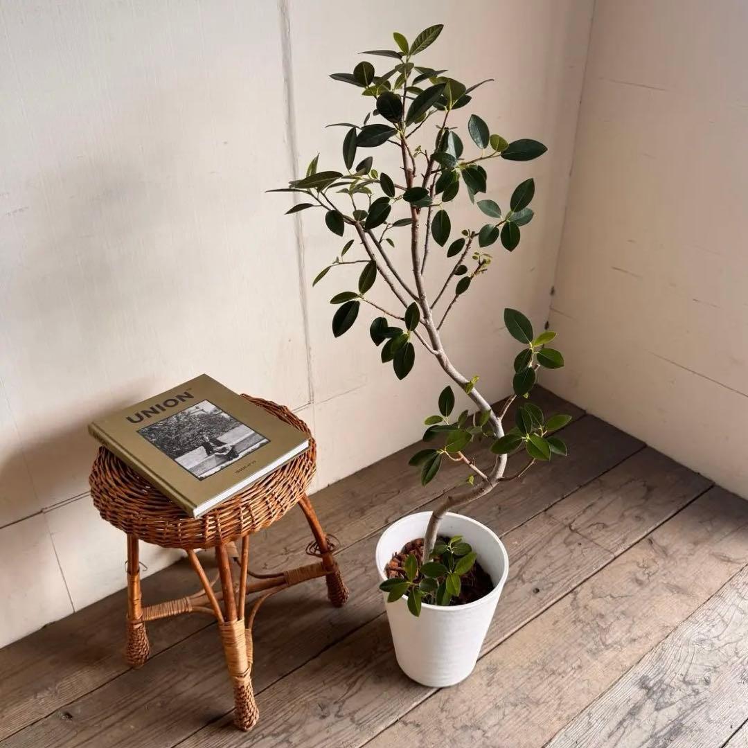 フランスゴム　白いセラアート鉢植え　フィカス ルビキノーサ　観葉植物