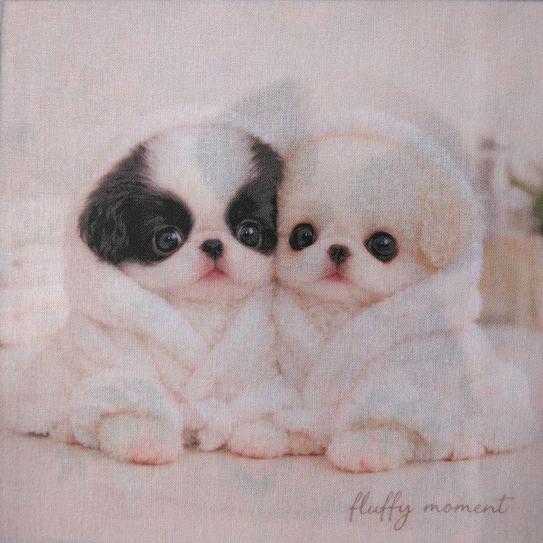☆受付☆犬ちゃん色々