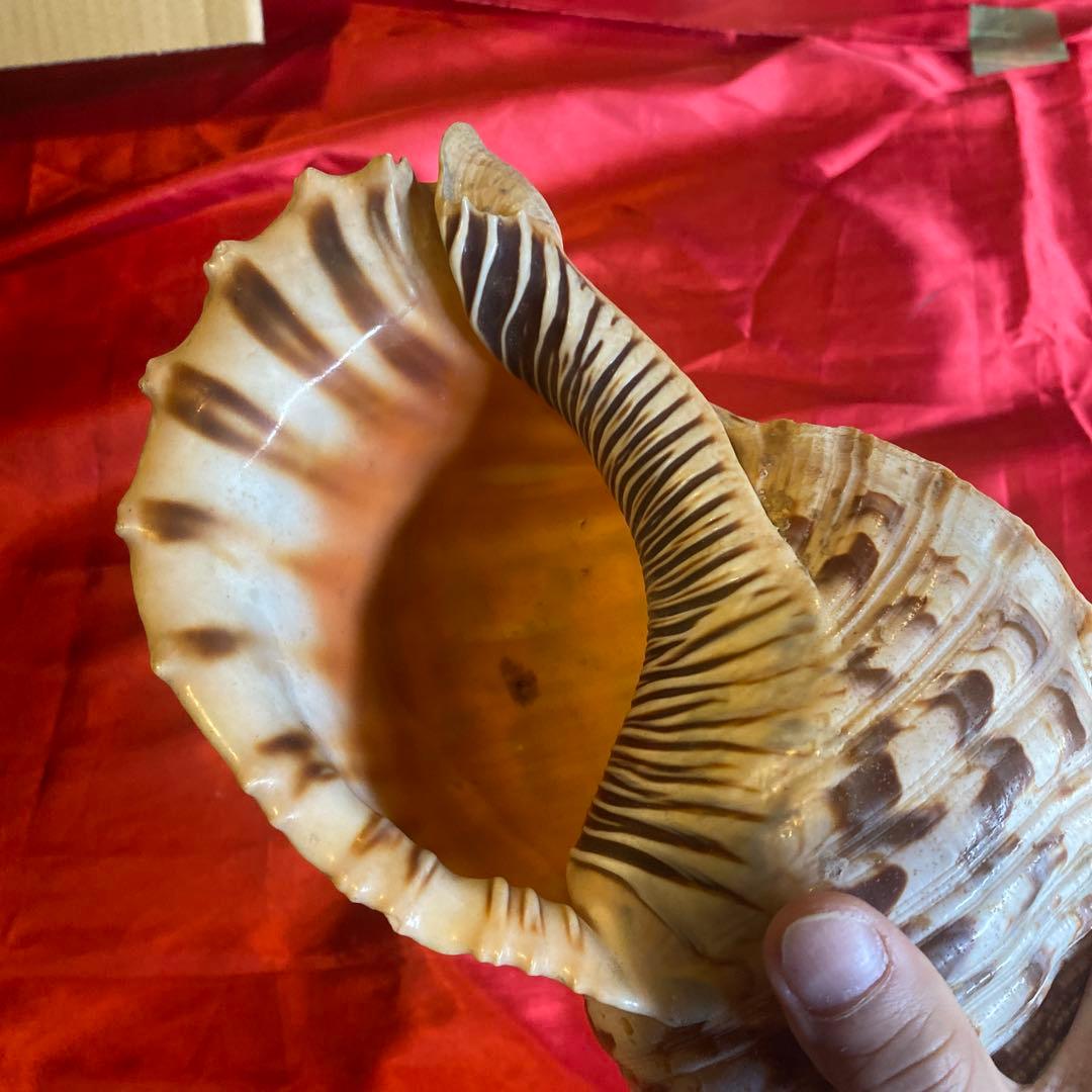 法螺貝　材料　約35cm 素材　魔除け