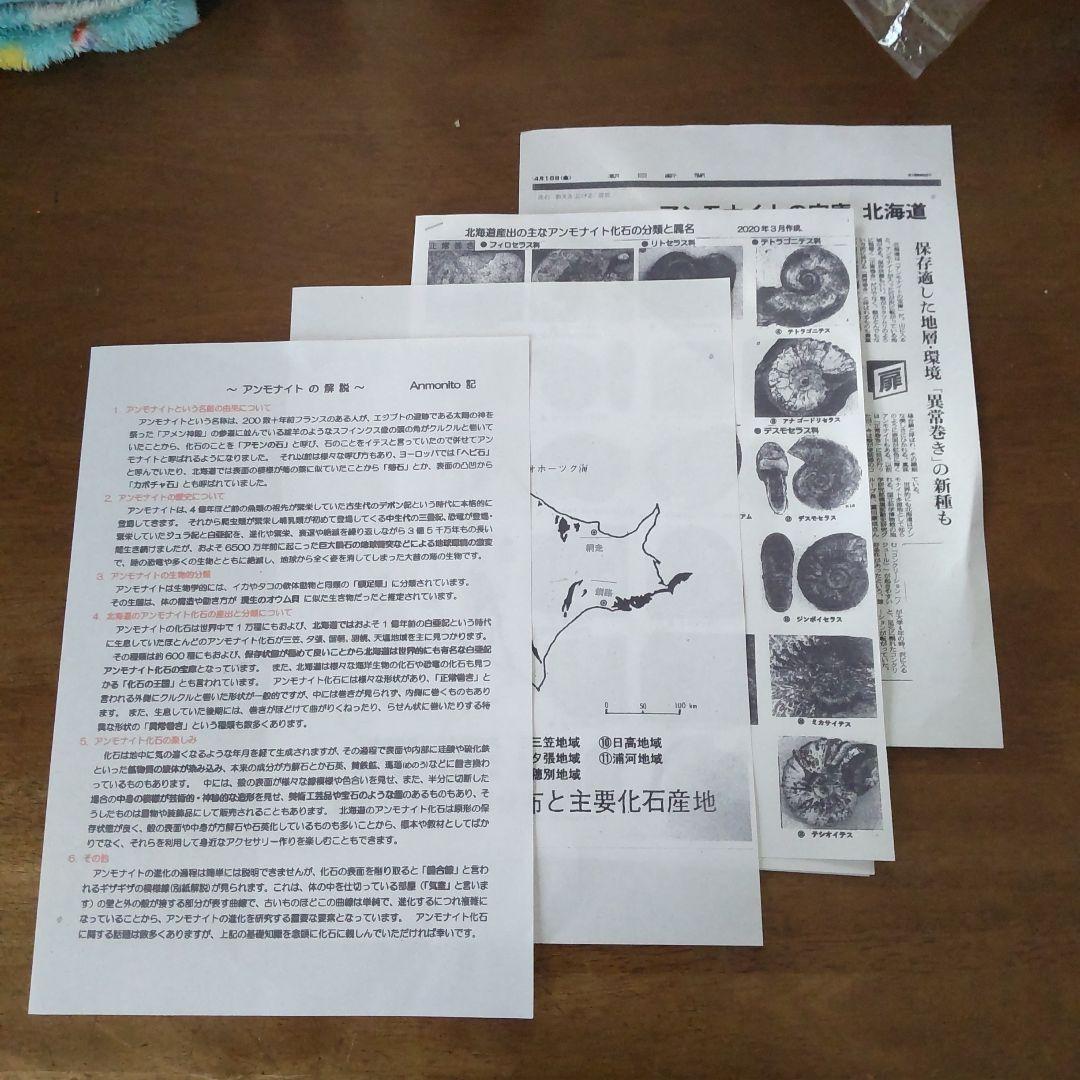 北海道アンモナイト化石、正常巻2点＋異常巻1点＋小ノジュール＋資料4点