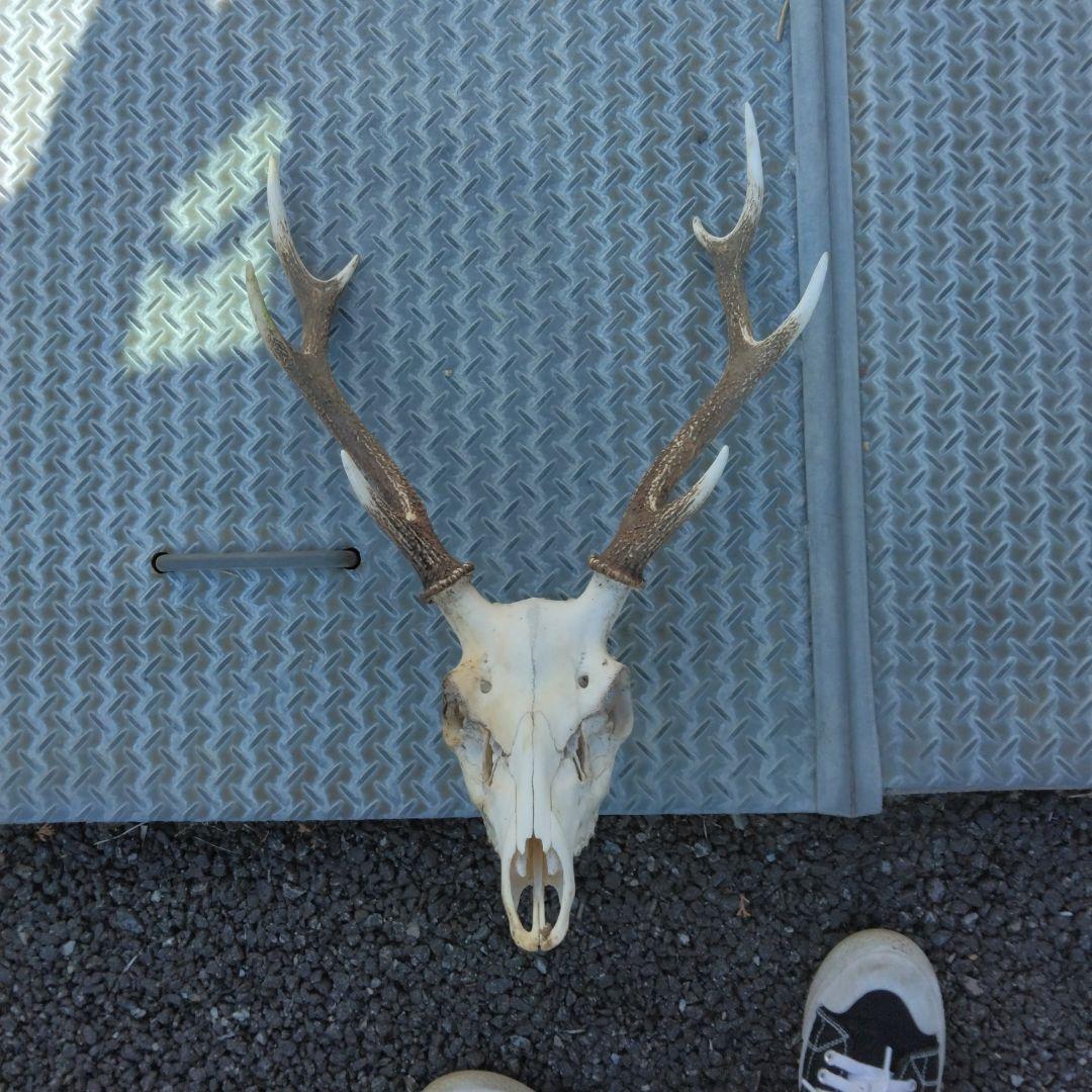 ニホンジカの角