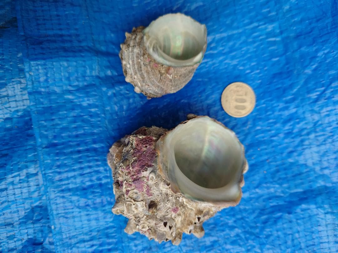 サザエ貝殻 100個セット