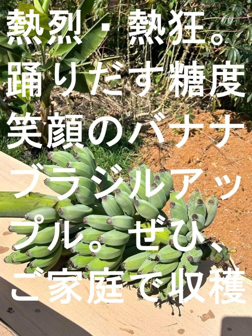 半額◆2m50cmモンスター苗◆糖度と酸味の饗宴◆耐寒ブラジルアップル＝バナナ苗