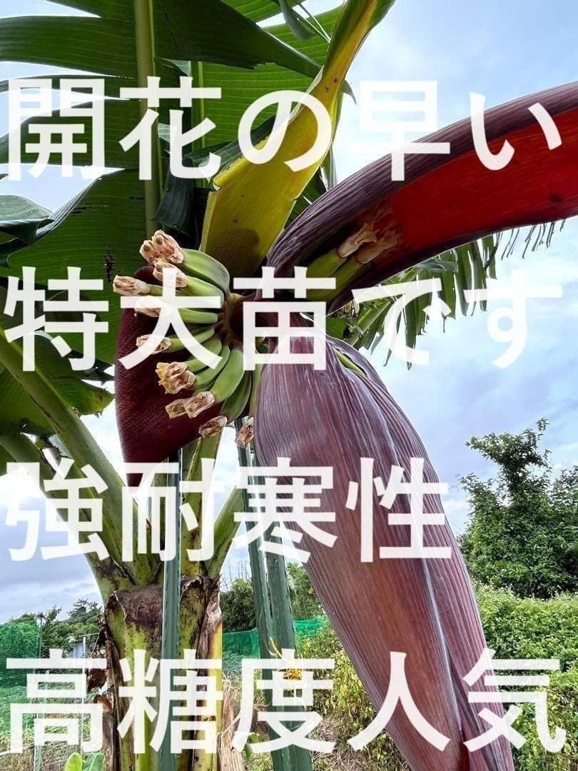 半額◆2m50cmモンスター苗◆糖度と酸味の饗宴◆耐寒ブラジルアップル＝バナナ苗