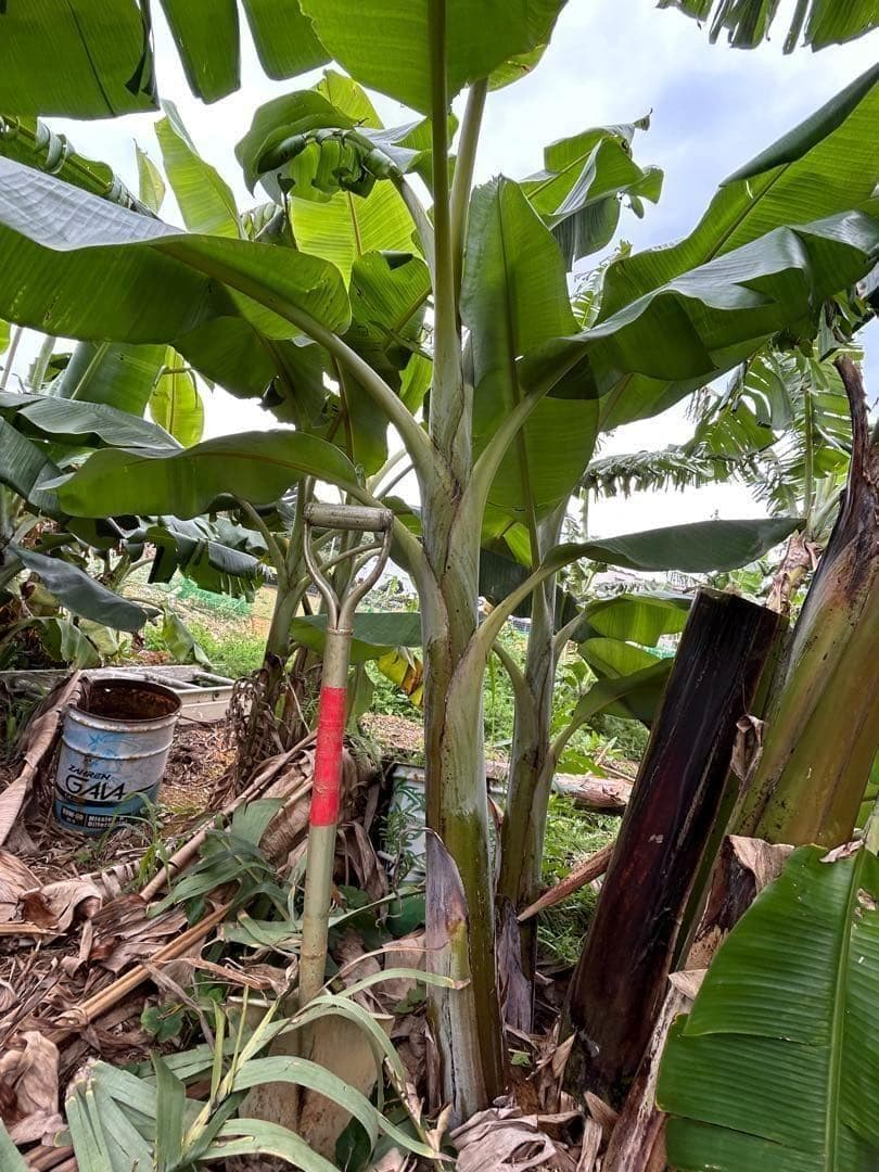 半額◆2m50cmモンスター苗◆糖度と酸味の饗宴◆耐寒ブラジルアップル＝バナナ苗