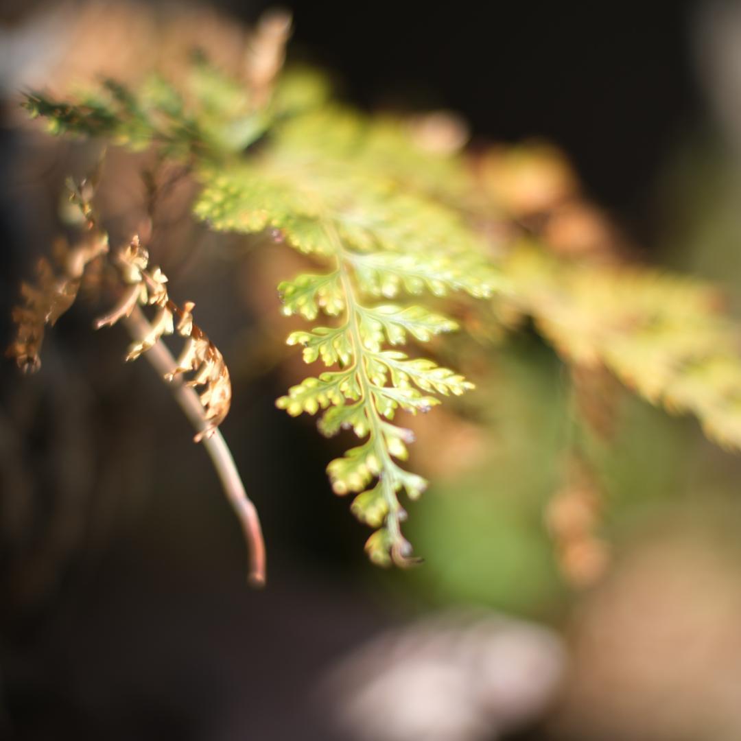 美品　7artisans 35mm f1.2 Ⅱ　Xマウント