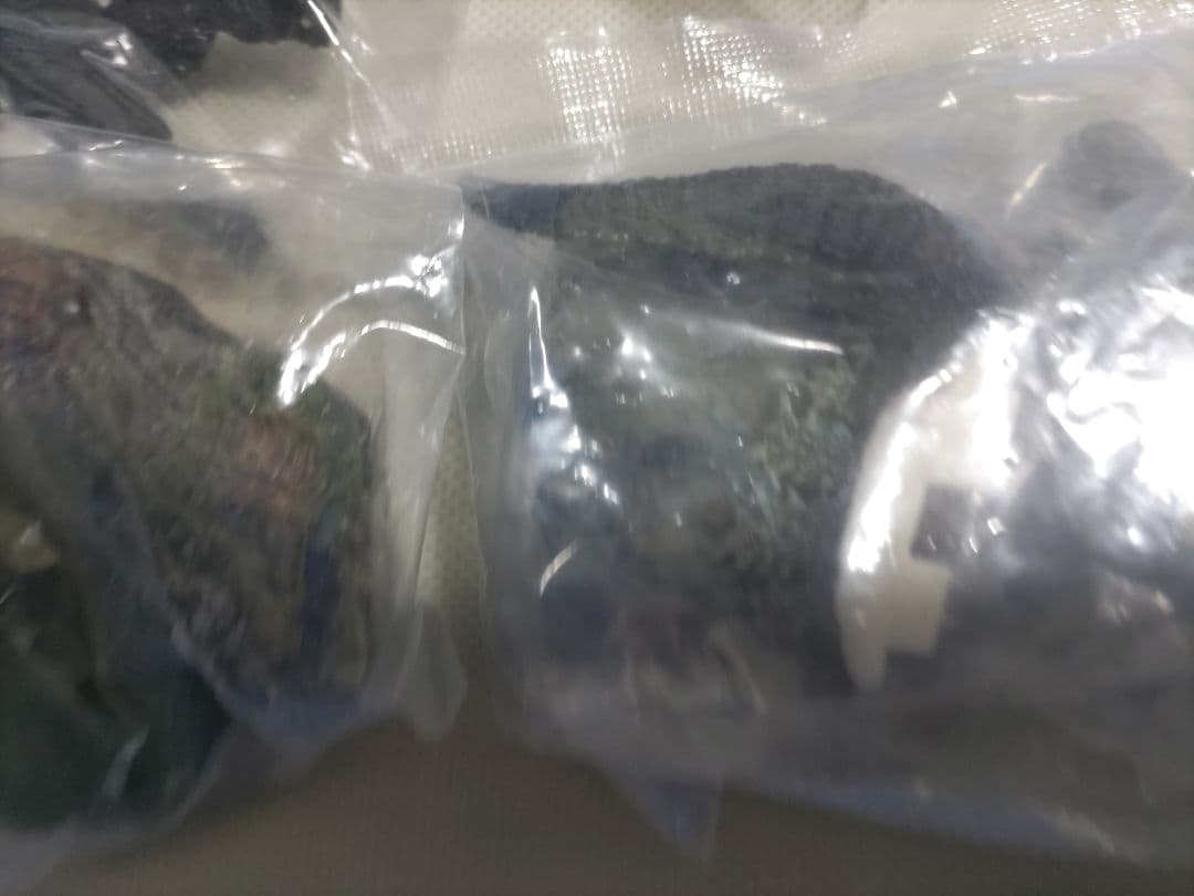 ゴジラ 名鑑　管理2