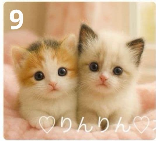 ご確認用　りんりん様パネル2種類　ねこちゃん柄　ハンカチ　ハンドメイド12/14