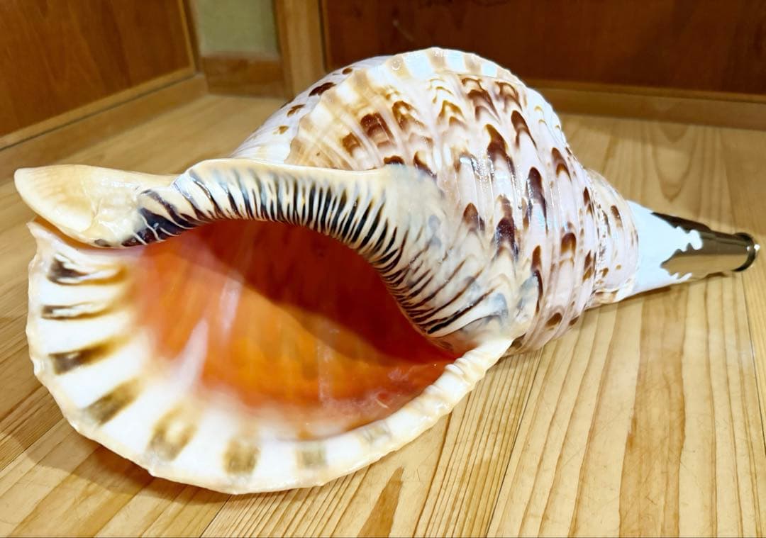 特大修験道法螺貝40.5㎝　山伏　密教　熊よけ　魔除け❣️ホラガイ　ほら貝