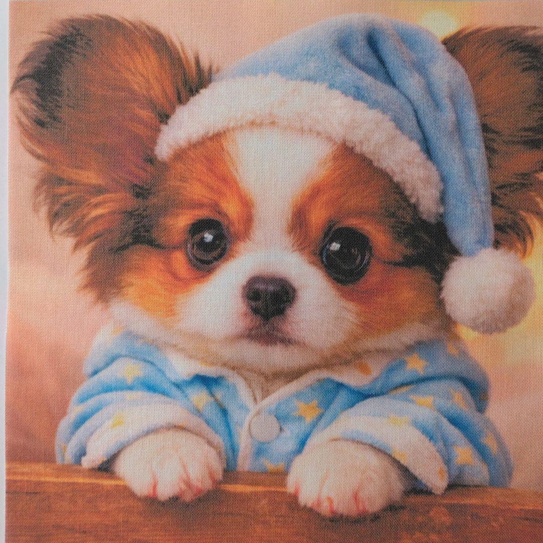 ☆受付☆パピヨン