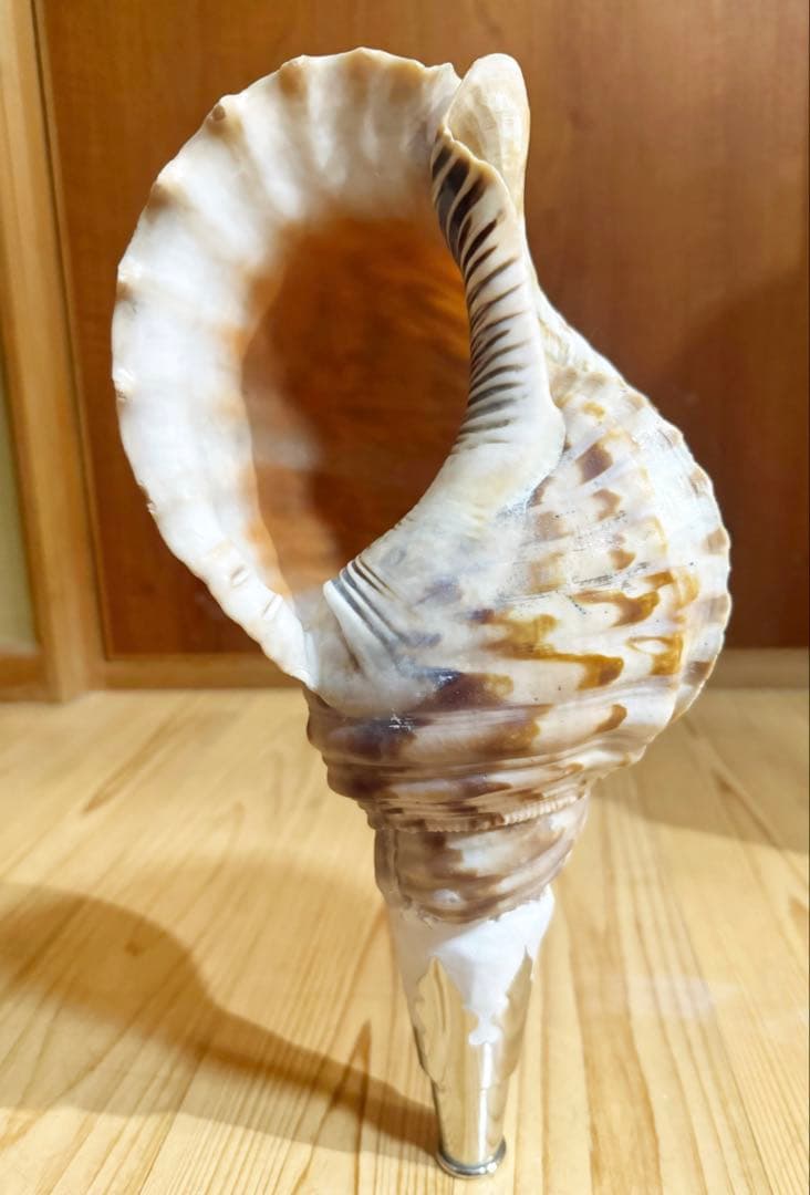 修験道法螺貝36㎝　山伏　密教　魔除け　熊よけ❣️ホラガイ　ほら貝