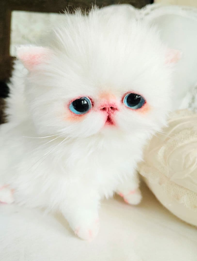 よちよち〜短足♡ころころボディ♡エキゾチック子猫ちゃん♡アートドール♡ぬいぐるみ