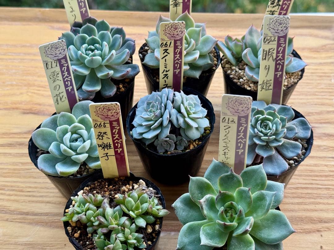 ❁おらいさん苗　8種セット　（ポット発送）