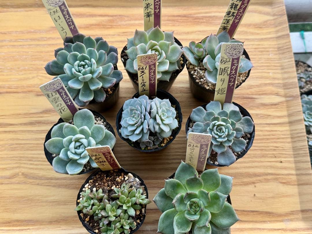 ❁おらいさん苗　8種セット　（ポット発送）