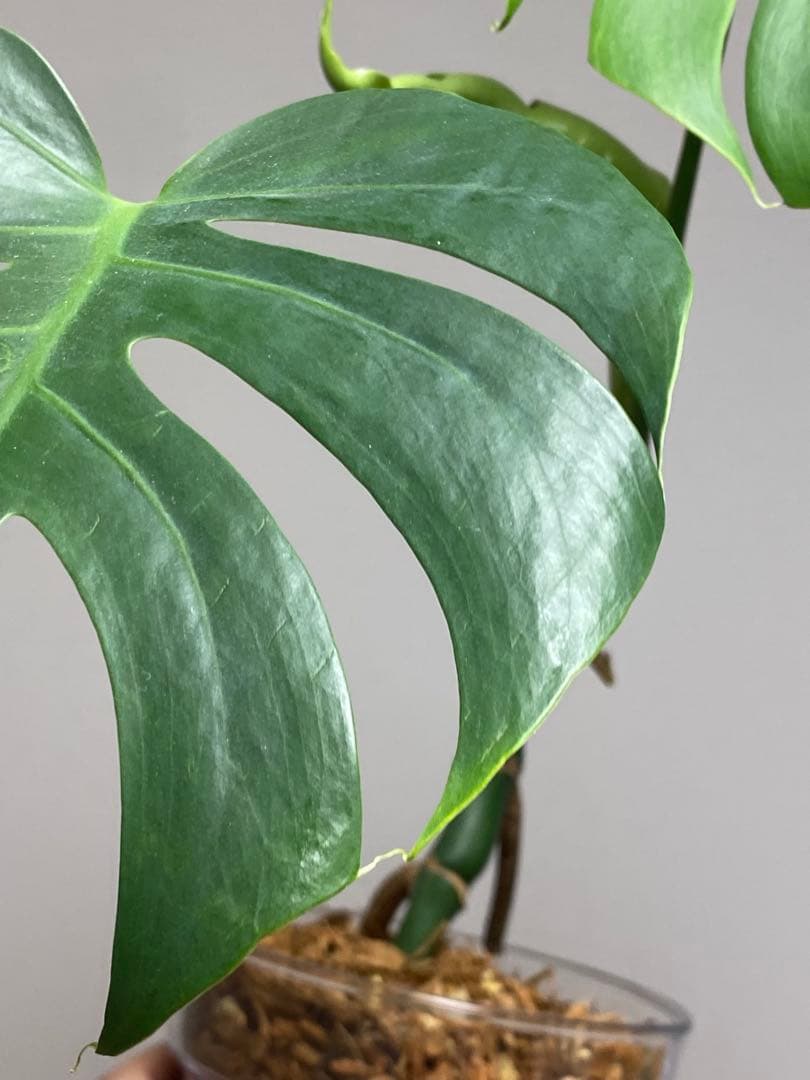 i*.様 【小葉なデリシオーサ‼️】モンステラ　デリシオーサ　ヴィクトリー　希少