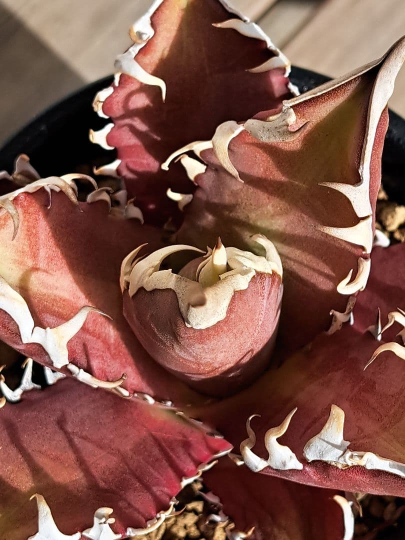 多肉植物 アガベ・チタノタ・レッドキャットウィーズル