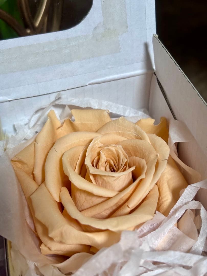 フレッシュルックプレミアムローズ　ラベンダー4輪&シャーベットオレンジ2輪